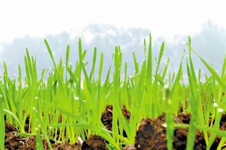 硼肥使用方法及注意事项