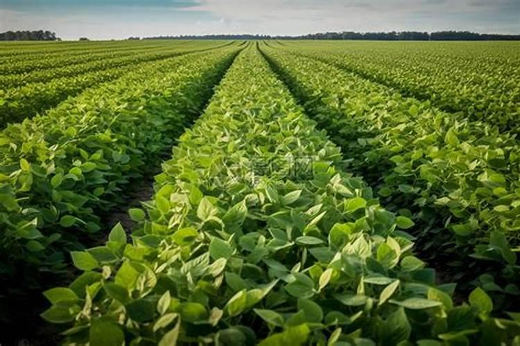什么时间种植红小豆红小豆的种植时间