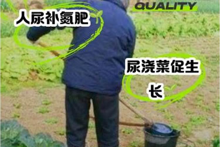 人的尿液发酵后的用途