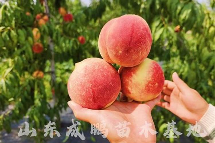 桃子高产有什么施肥方法桃树管理方法？