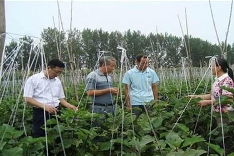 豆角的需肥特性 如何科学施肥