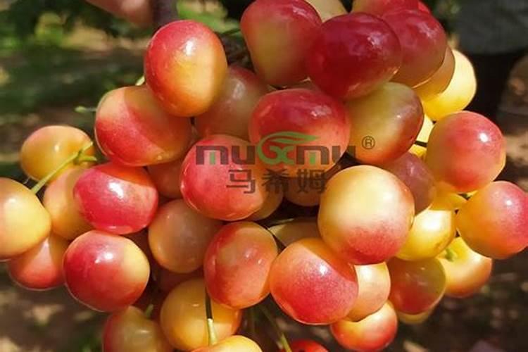 一棵樱桃树施多少肥(大樱桃树什么时候施肥,多少量)