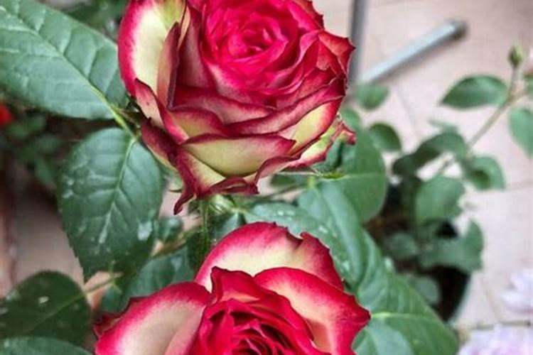 月季花如何追肥