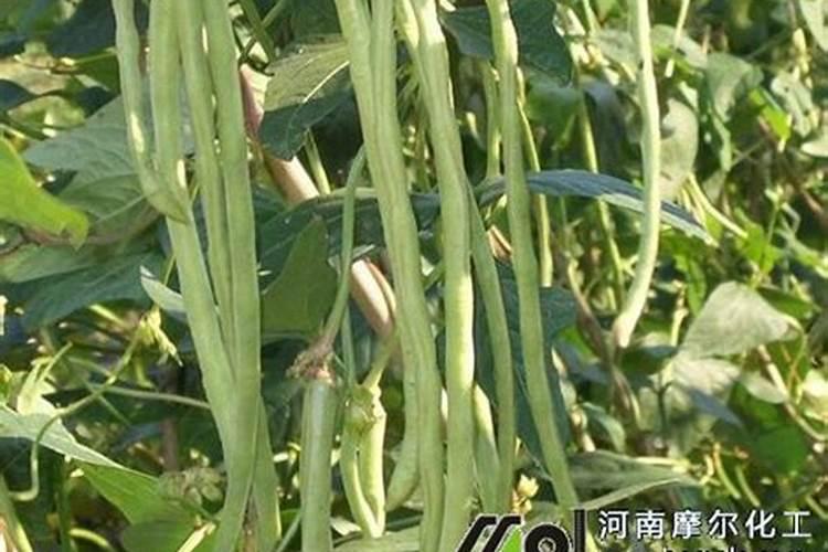 氯化铵在肥料中有什么作用？