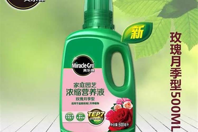 月季春天发芽后管理是什么？