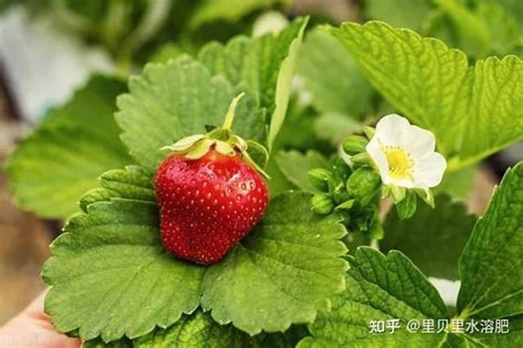 矿源黄腐酸钾喷槟榔苗叶面多久吸收