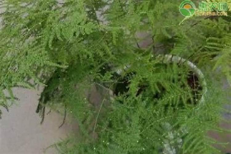 水溶肥多久浇一次水