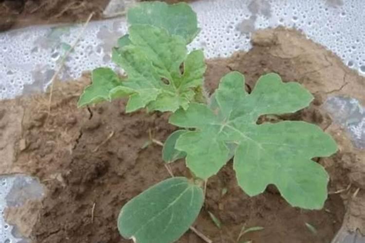 自制肥料为什么臭