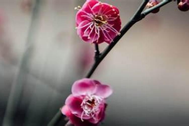 梅花施什么肥最好