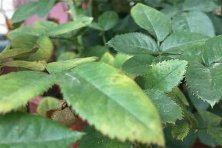 梅花施肥用哪种肥料,梅花施肥时间和方法