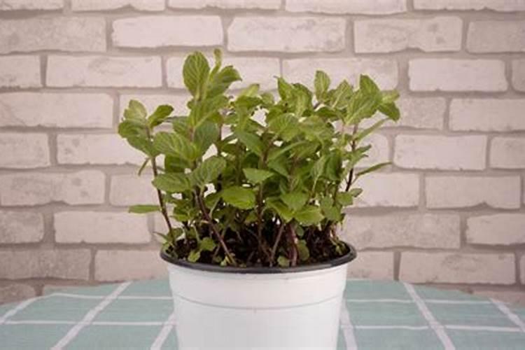 薄荷用什么肥料好