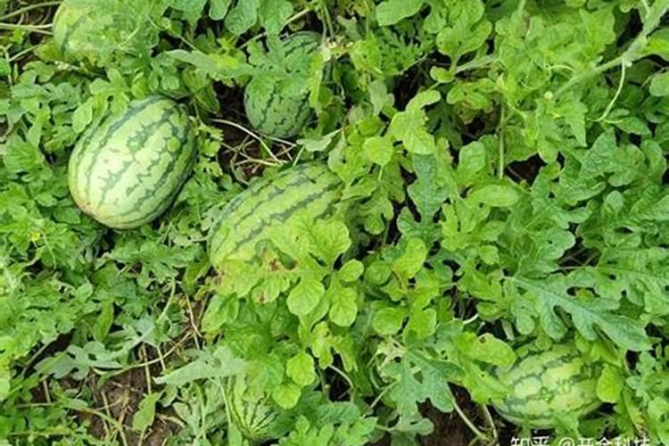 西瓜结果后多久施一次肥