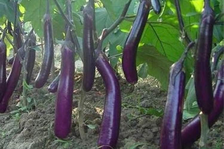 茄子用哪种叶面肥长势旺？膨果期上什么肥料产量高？