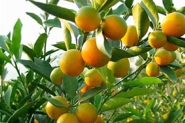 建兰有了花苞能浇水吗问问看哪位网友知道