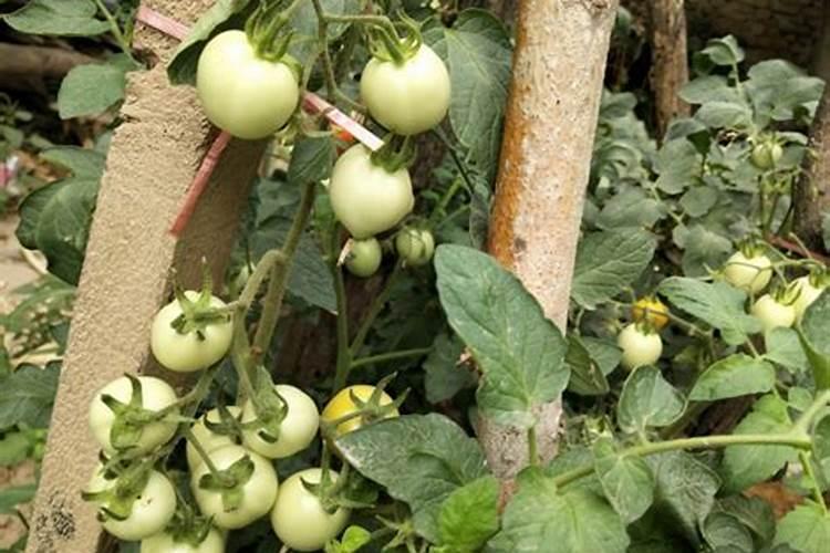 番茄施什么肥合适