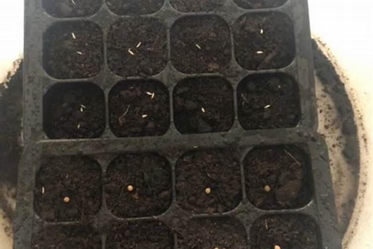 菊苣穴盘育苗的技术要点是什么？