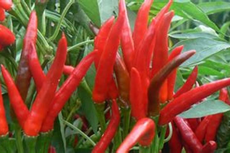 朝天椒开花结果时用什么药最好？