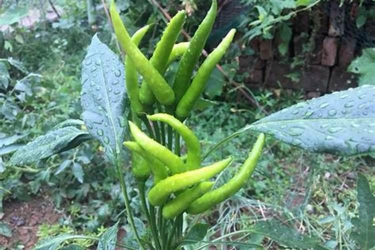 请问各位老师 朝天椒花蕾期啦 追施什么肥料 那个品牌的好