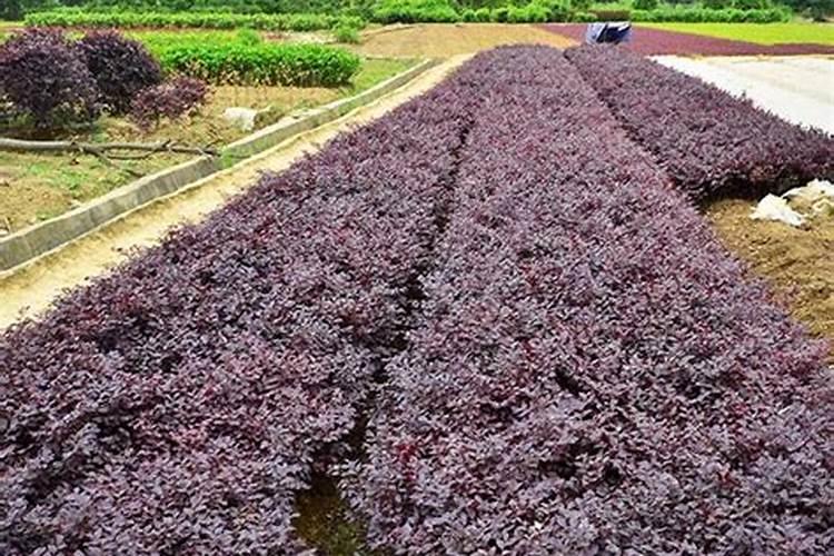 红花继木怎么施肥