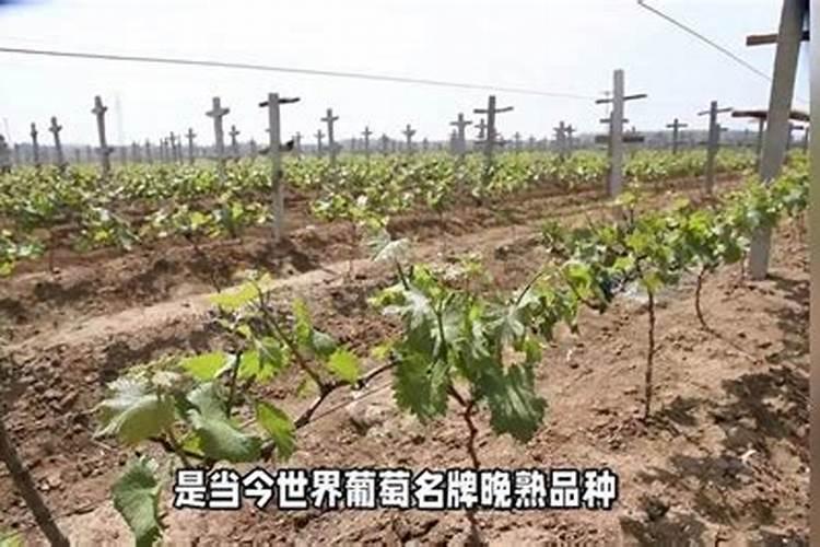 葡萄糖钛叶面肥喷葡萄增甜着色效果好吗