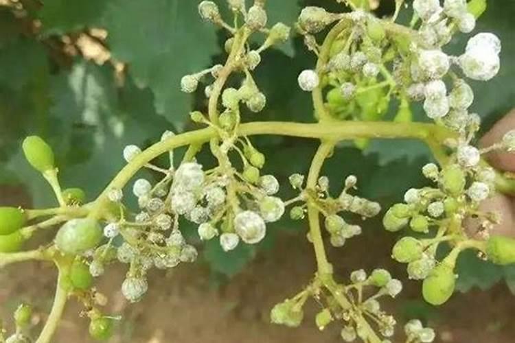 请问露地红提葡萄膨大期怎样追肥？谢谢专家