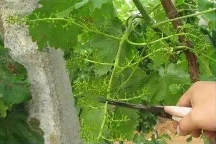 葡萄树叶面肥有哪些？不同时期叶面肥的运用？