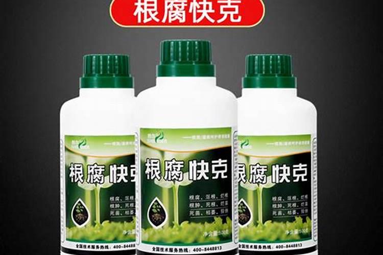 玉米茎基腐病用什么药效果好,预防措施有哪些？