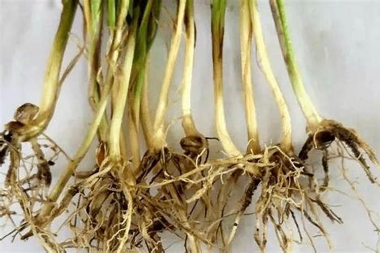 作物茎基腐病特效药