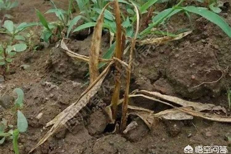 玉米大喇叭口得茎基腐病用什么药