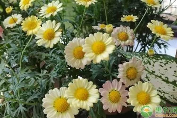 菊花施肥方法,用什么肥好