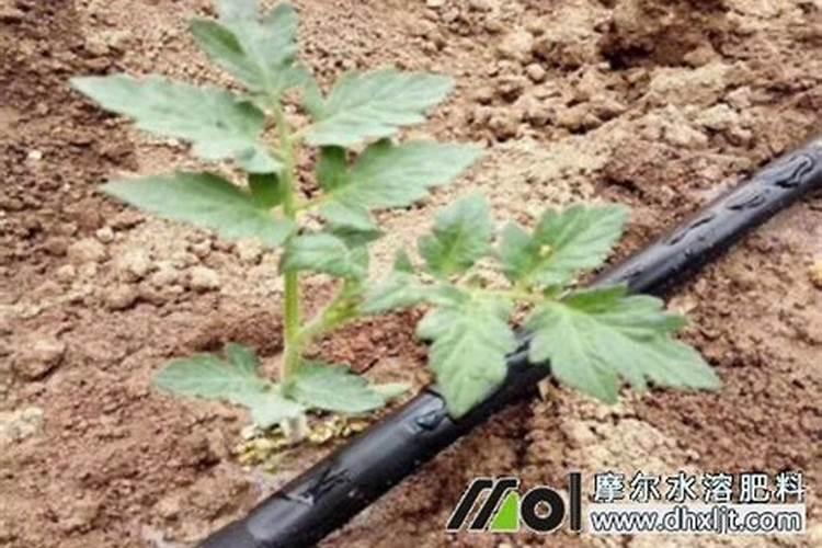 大量元素水溶肥怎么施用