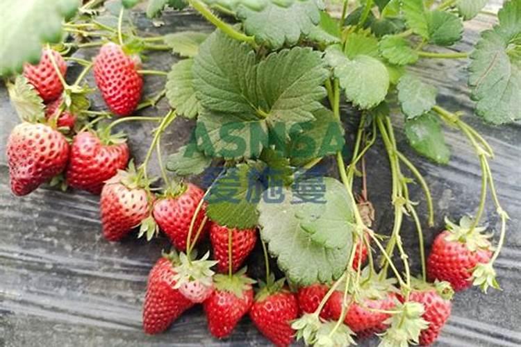 草莓如何施肥更高产？草莓花期用什么肥？
