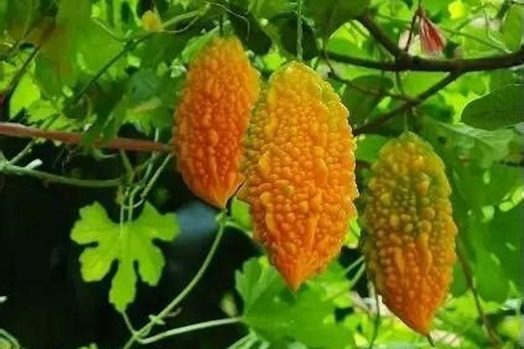 硝基复合肥优势在哪,有哪些使用禁忌