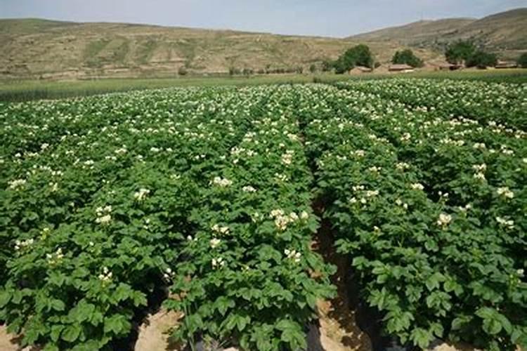 什么肥料含钾多