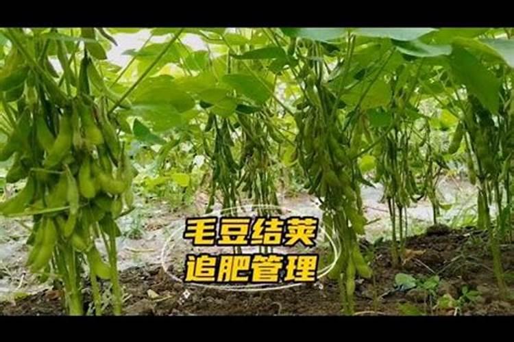 黄豆追尿素好还是打叶面肥好？