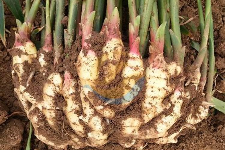 生姜种植什么时候需要施钙肥 生姜种植什么时间需要施钙肥