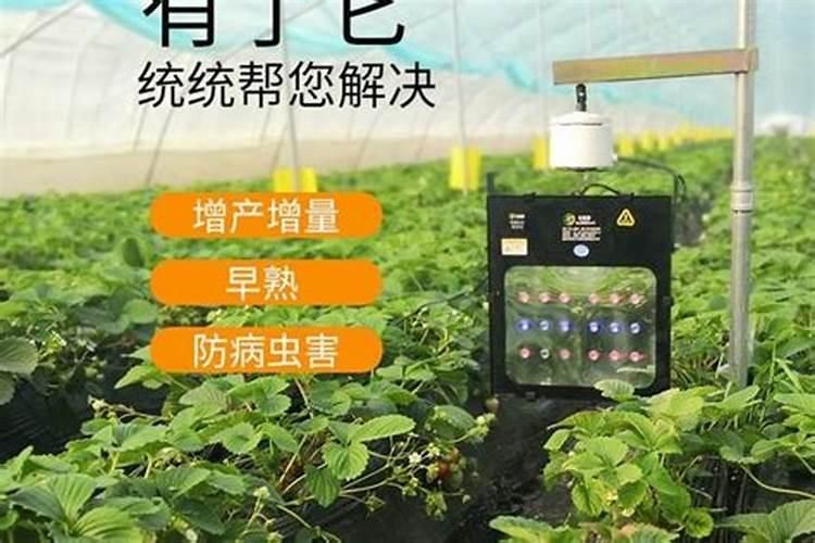 桔梗有哪些施肥的技术？