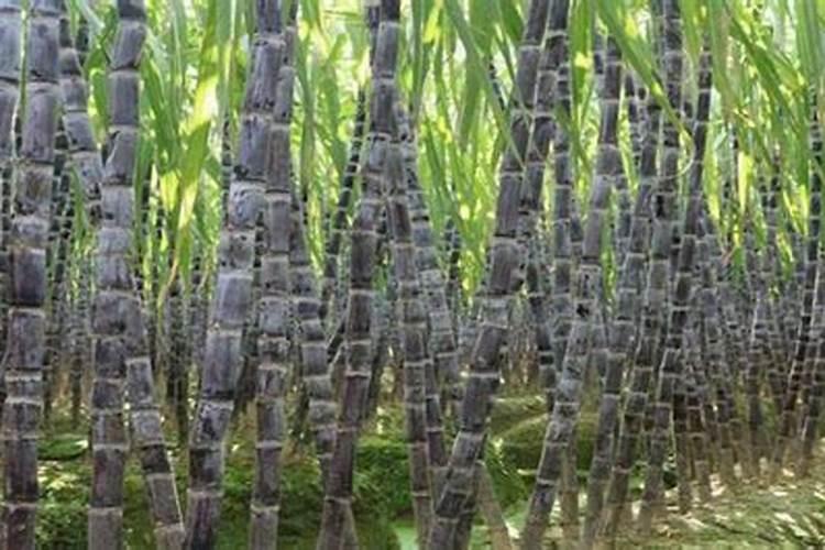 复硝酚钠十芸苔素十磷酸二氢钾十壮丰素用甘蔗可以吗