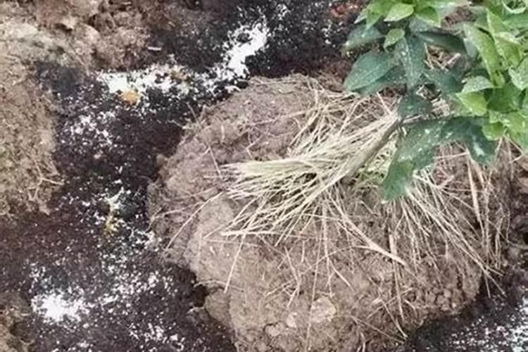 花生追肥撒施还是沟施好