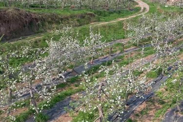 内蒙古葵花种植施肥方法