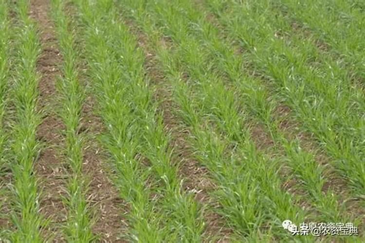 玉米喂尿素用不用刨坑喂？