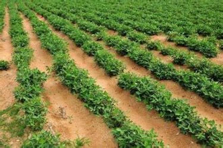 花生什么时候施肥,花生施肥时间,如何施肥