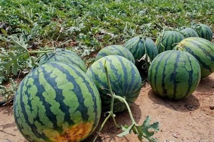 西瓜哪个时期需要淡肥最多