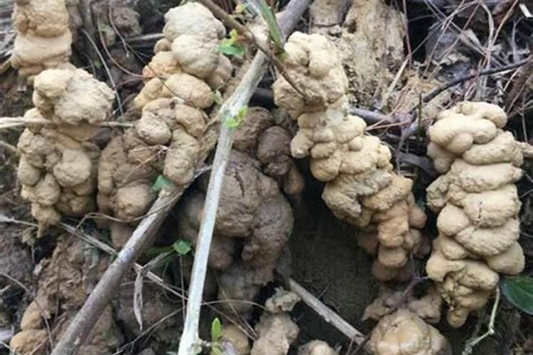 头发沤不烂,用火烧过后可做肥料吗