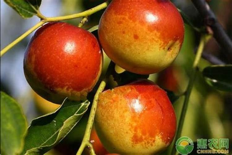 冬枣树环剥后,树叶发黄应喷啥叶面肥？