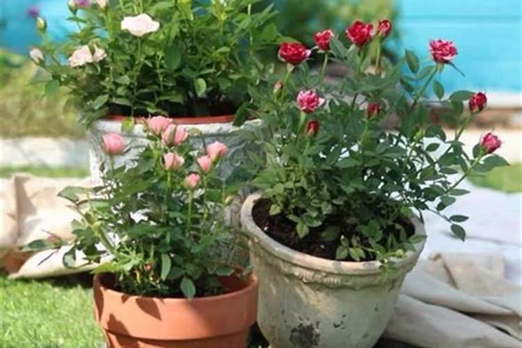 买回来的花卉几天可以喷叶面肥