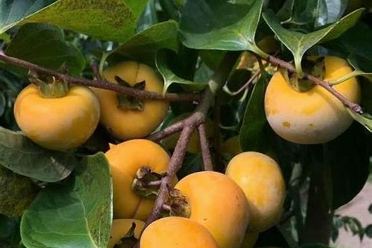 芹菜生长到什么时期喷施钾肥效果最好芹菜生长到什么时期啧施钾肥最好...