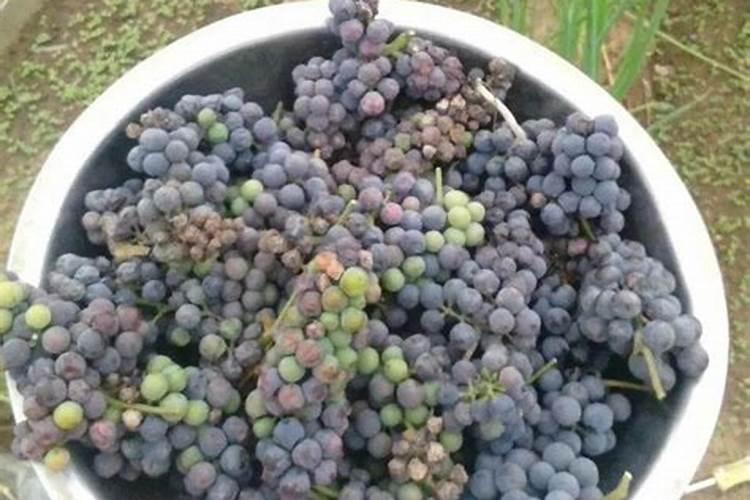 荔枝保果用什么药最好