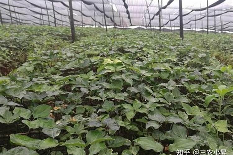 养花叶面肥多久喷一次 养花叶面肥喷洒频率