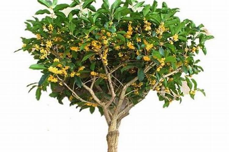 四季桂花施什么肥四季桂花怎么施肥